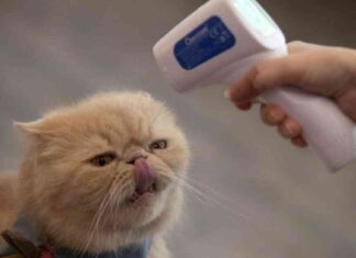 Cat in San Mateo County Tests Positive for Bird Flu cat-in-san-mateo-county-tests-positive-for-bird-flu