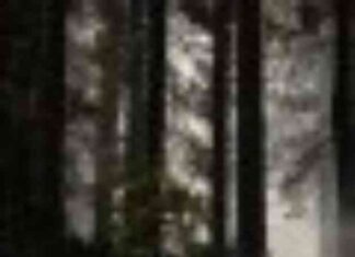 Challenges Facing California Fire Prevention Legislation challenges-facing-california-fire-prevention-legislation