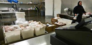 h5n1-bird-flu-detected-in-southern-california-rats