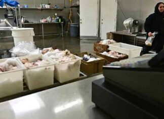 H5N1 Bird Flu Detected in Southern California Rats h5n1-bird-flu-detected-in-southern-california-rats