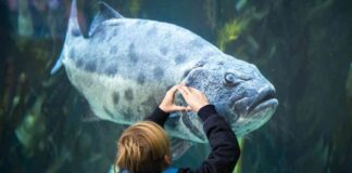 long-beach-aquarium-report-card-real-animals-birds-fish