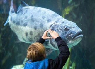 Long Beach Aquarium Report Card: Real Animals, Birds, Fish long-beach-aquarium-report-card-real-animals-birds-fish