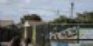 mpact-of-trumps-deportation-threats-on-school-attendance