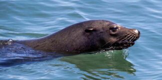 mystery-llness-afflicts-malibu-sea-lions-nvestigating-the-cause