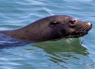 Mystery Illness Afflicts Malibu Sea Lions: Investigating the Cause mystery-llness-afflicts-malibu-sea-lions-nvestigating-the-cause
