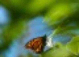 Worrisome Decline in California’s Monarch Butterfly Population worrisome-decline-in-californias-monarch-butterfly-population