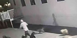 25-dogs-escape-socal-shelter-louise-the-chihuahua-missing