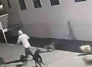 25 Dogs Escape SoCal Shelter; Louise the Chihuahua Missing 25-dogs-escape-socal-shelter-louise-the-chihuahua-missing