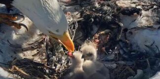 big-bear-bald-eagles-jackie-and-shadow-welcome-third-hatchling
