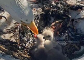 Big Bear bald eagles Jackie and Shadow welcome third hatchling big-bear-bald-eagles-jackie-and-shadow-welcome-third-hatchling