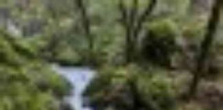 california-considers-protecting-wetlands-from-trump-order