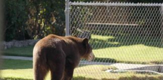 california-towns-bears-vs-dogs-a-controversial-solution