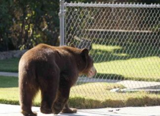 California Towns: Bears vs. Dogs – A Controversial Solution california-towns-bears-vs-dogs-a-controversial-solution