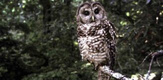 endangered-spotted-owl-population-decline-due-to-federal-budget-cuts