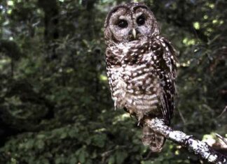Endangered Spotted Owl Population Decline Due to Federal Budget Cuts endangered-spotted-owl-population-decline-due-to-federal-budget-cuts