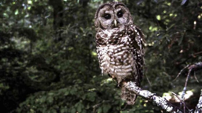 endangered-spotted-owl-population-decline-due-to-federal-budget-cuts
