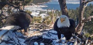 joyful-tears-big-bear-bald-eagles-jackie-and-shadows-pip