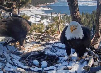 Joyful Tears: Big Bear Bald Eagles Jackie and Shadow’s Pip joyful-tears-big-bear-bald-eagles-jackie-and-shadows-pip