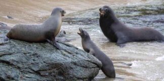 ncident-of-decapitated-sea-lion-sparks-outrage-and-nvestigation
