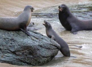 Incident of Decapitated Sea Lion Sparks Outrage and Investigation ncident-of-decapitated-sea-lion-sparks-outrage-and-nvestigation