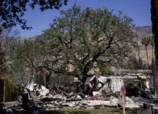 Preserving Altadena’s Fire-Resilient Trees: A Community Effort preserving-altadenas-fire-resilient-trees-a-community-effort