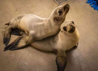 Sea Lion Attacked by Domoic Acid Poisoning at Ventura Beach sea-lion-attacked-by-domoic-acid-poisoning-at-ventura-beach