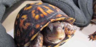 smuggler-of-status-symbol-turtles-sentenced-to-prison