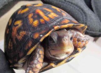 Smuggler of ‘Status Symbol’ Turtles Sentenced to Prison smuggler-of-status-symbol-turtles-sentenced-to-prison