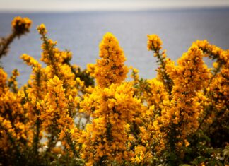 A.F.C. Bournemouth Vs Newcastle United F.C. Lineups A.F.C. Bournemouth Vs Newcastle United F.C. Lineups