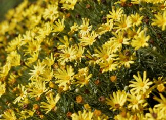 Ailin Perez OnlyFans Leaks: What We Know and What’s Going Viral Ailin Perez OnlyFans Leaks: What We Know and What’s Going Viral