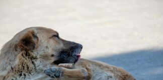 Alahna Ly OnlyFans Leaks: What We Know and What’s Going Viral Alahna Ly OnlyFans Leaks: What We Know and What’s Going Viral