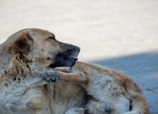 Alahna Ly OnlyFans Leaks: What We Know and What’s Going Viral Alahna Ly OnlyFans Leaks: What We Know and What’s Going Viral