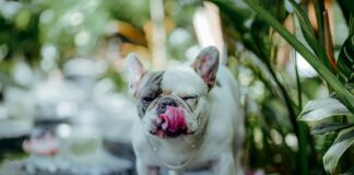 Amelia Wet Angel OnlyFans Leaks: What We Know and What’s Going Viral Amelia Wet Angel OnlyFans Leaks: What We Know and What’s Going Viral