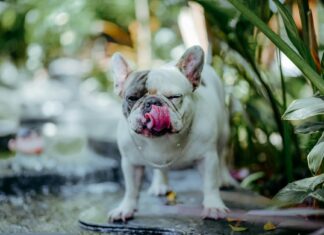 Amelia Wet Angel OnlyFans Leaks: What We Know and What’s Going Viral Amelia Wet Angel OnlyFans Leaks: What We Know and What’s Going Viral