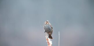 Angelica Reed OnlyFans Leaks: What We Know and What’s Going Viral Angelica Reed OnlyFans Leaks: What We Know and What’s Going Viral