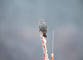 Angelica Reed OnlyFans Leaks: What We Know and What’s Going Viral Angelica Reed OnlyFans Leaks: What We Know and What’s Going Viral