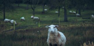 Ari Kytsya OnlyFans Leaks: What We Know and What’s Going Viral Ari Kytsya OnlyFans Leaks: What We Know and What’s Going Viral