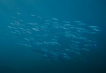 Ashley K Hawaii OnlyFans Leaks: What We Know and What’s Going Viral Ashley K Hawaii OnlyFans Leaks: What We Know and What’s Going Viral