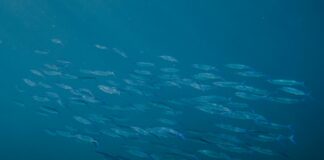 Ashley K Hawaii OnlyFans Leaks: What We Know and What’s Going Viral Ashley K Hawaii OnlyFans Leaks: What We Know and What’s Going Viral