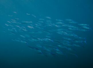 Ashley K Hawaii OnlyFans Leaks: What We Know and What’s Going Viral Ashley K Hawaii OnlyFans Leaks: What We Know and What’s Going Viral