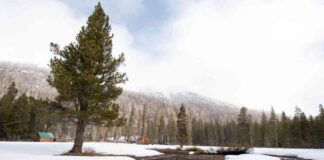 california-snowpack-trifecta-after-25-years