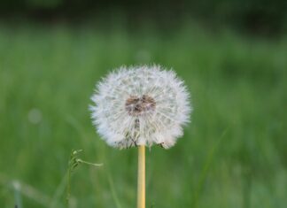 Crystal Palace F.C. vs Newcastle United F.C. Lineups Crystal Palace F.C. vs Newcastle United F.C. Lineups