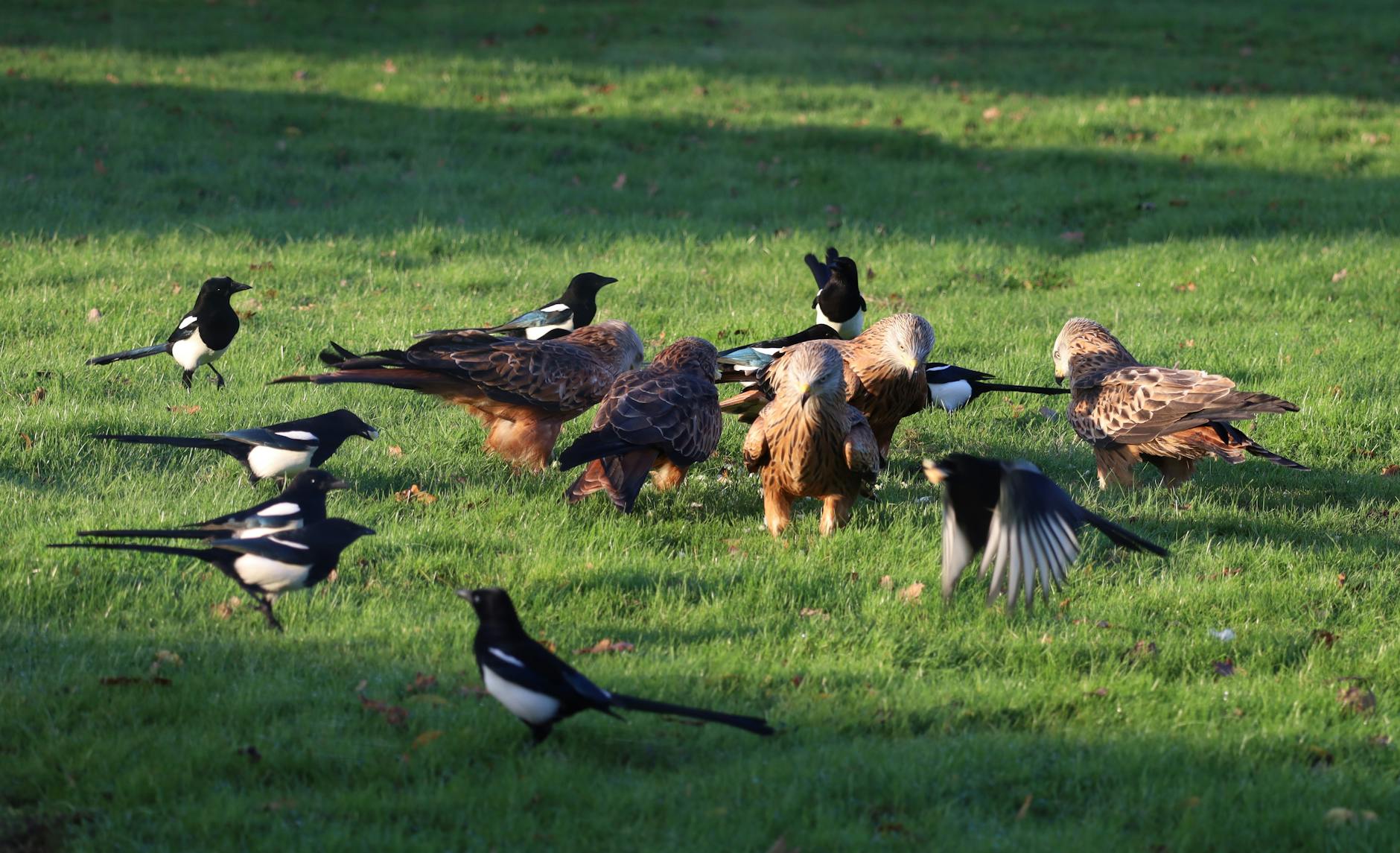 History of the Rivalry