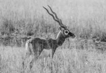 Gujarat Titans Vs Punjab Kings Scorecard Matchday Highlights