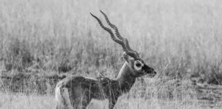 Gujarat Titans Vs Punjab Kings Scorecard Matchday Highlights