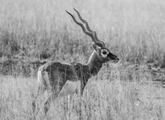 Gujarat Titans Vs Punjab Kings Scorecard Matchday Highlights Gujarat Titans Vs Punjab Kings Scorecard Matchday Highlights