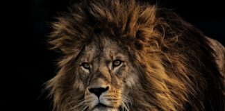 Karachi Kings Vs Quetta Gladiators Match Scorecard Recap Karachi Kings Vs Quetta Gladiators Match Scorecard Recap