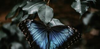 Peru National Football Team vs Chile National Football Team Lineups Peru National Football Team vs Chile National Football Team Lineups