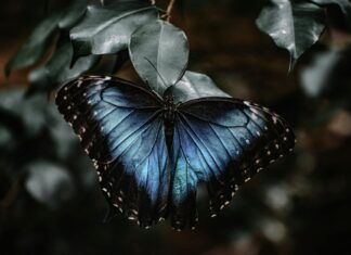 Peru National Football Team vs Chile National Football Team Lineups Peru National Football Team vs Chile National Football Team Lineups