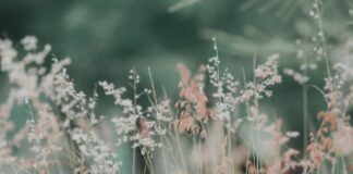 Rajasthan Royals Vs Gujarat Titans Scorecard Stunning Moments Rajasthan Royals Vs Gujarat Titans Scorecard Stunning Moments